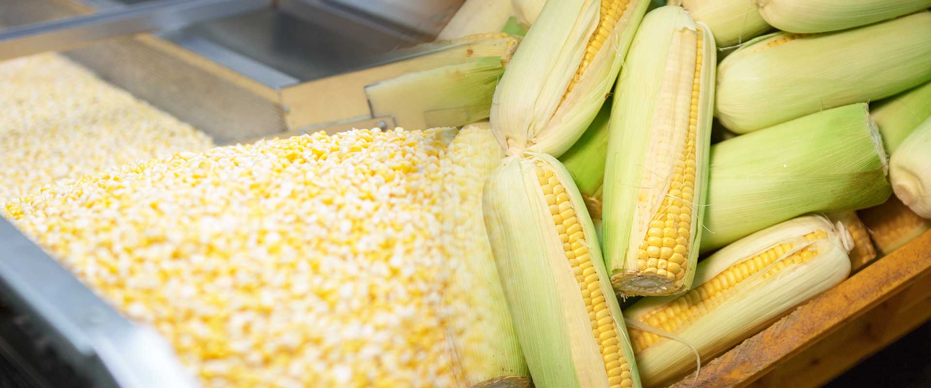 Bulk Sweet Corn Export Russia