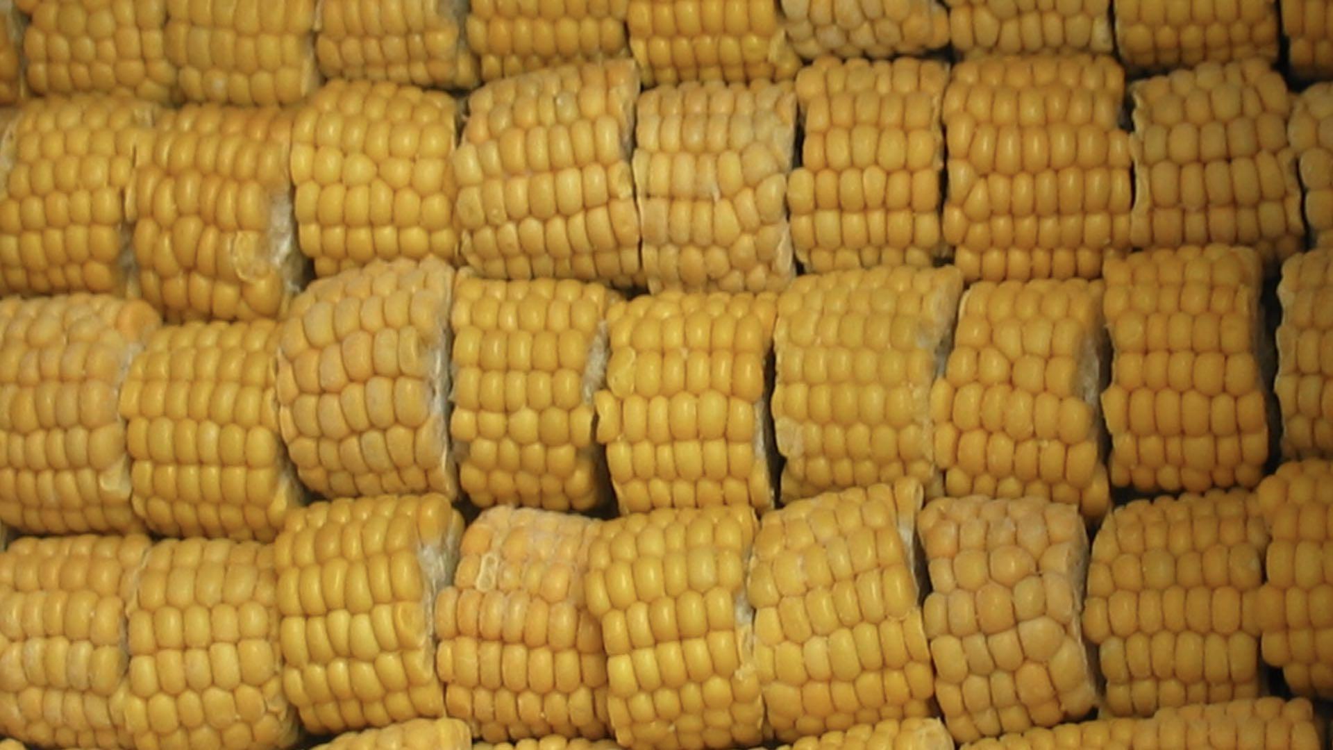 IQF Sweet Corn Exporter USA
