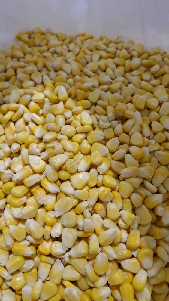 IQF Sweet Corn Exporter to Qatar