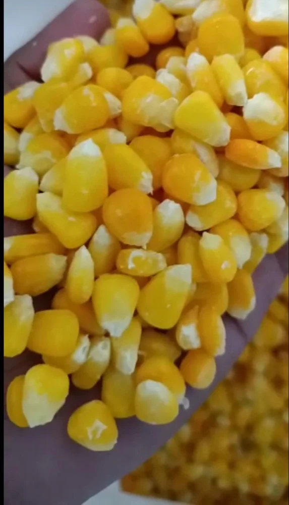 Bulk Frozen Sweet Corn for Kuwait
