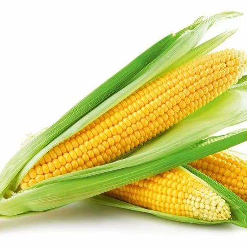Sweet Corn Export Company to Iraq