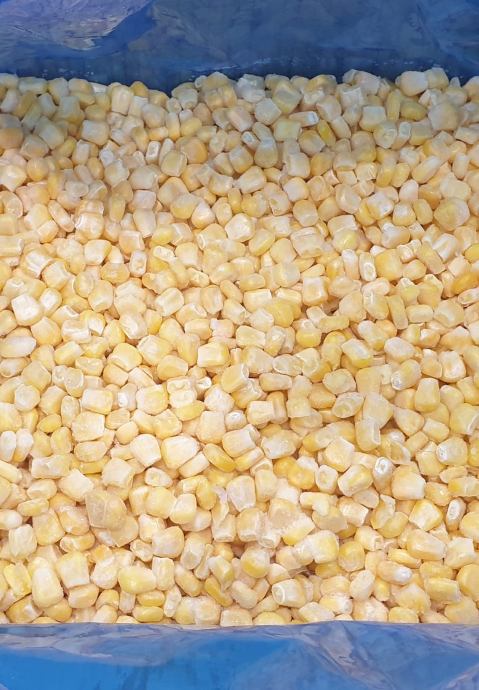 IQF Sweet Corn Exporter to Saudi Arabia